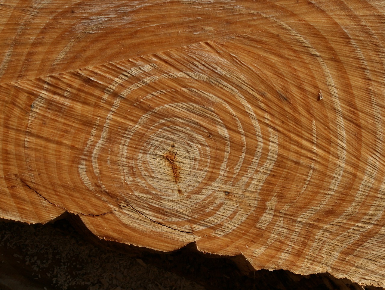 A Guide to Understanding Wood Grain Patterns